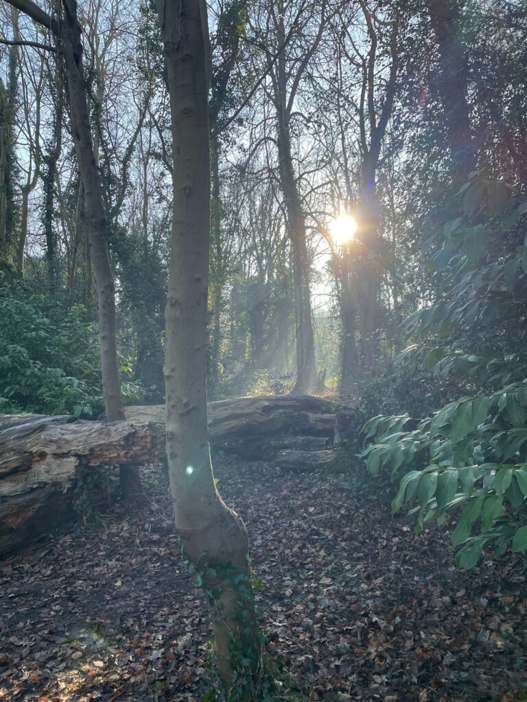 The Foundations of Meditation: Cultivating Clarity and Compassion